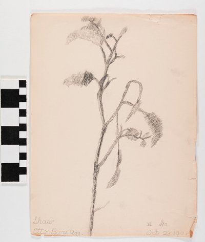 Branch with Leaves by Otto Burian